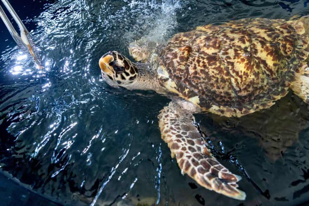 Hawksbill Sea Turtle Rescue and Rehab